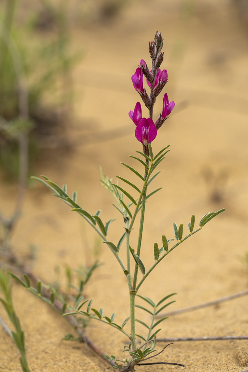 Image of Astragalus barbidens specimen.