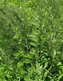 unknown species. Верхушка растения с развивающимися соцветиями в окружении Asparagus laricinus. ЮАР, пров. Гаутенг, пригород Киблер Парк (Kibler Park), природный запов. \"Клиприверсберг\" (Klipriviersberg Nature Reserve), саванна, экотропа. 20.01.2025.