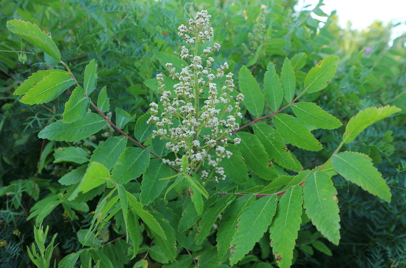 Image of Rhus coriaria specimen.
