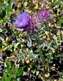 genus Cynara. Верхушка цветущего растения. Португалия, округ Бежа, окр. г. Карвальял, каменистый склон, заросли Cistus. 06.06.2026.