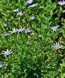 Felicia amelloides