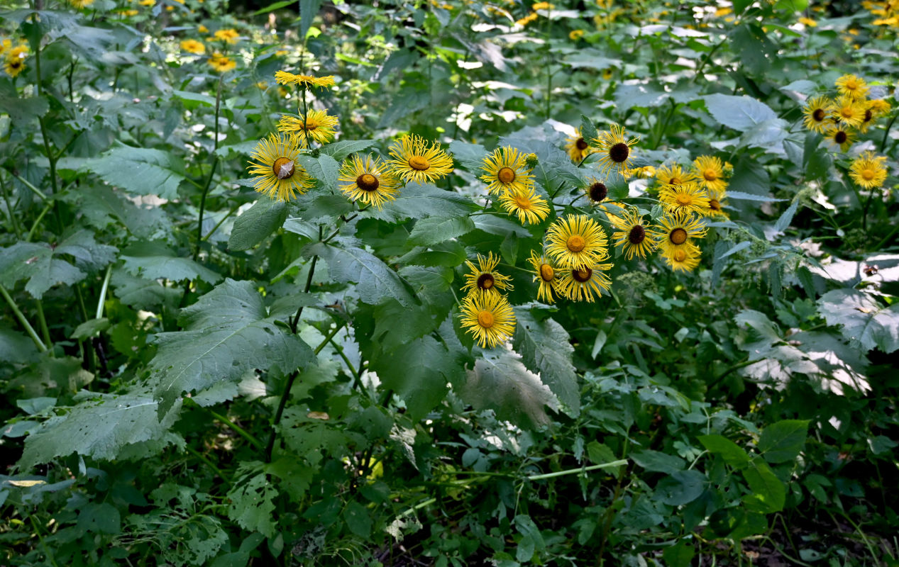 Image of Telekia speciosa specimen.