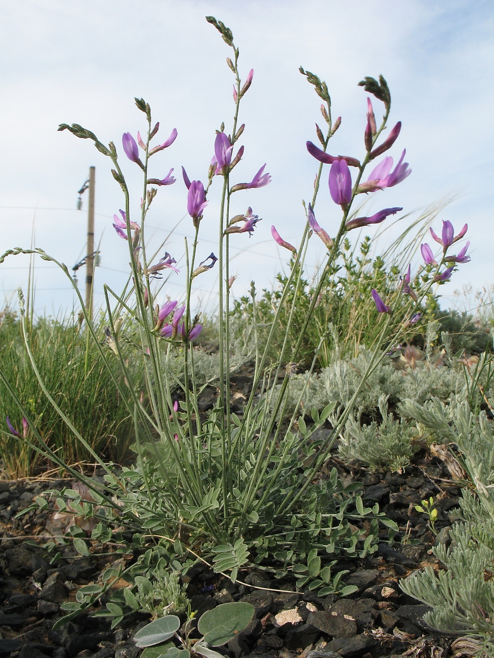 Image of Astragalus scoparius specimen.