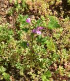 Malva sylvestris