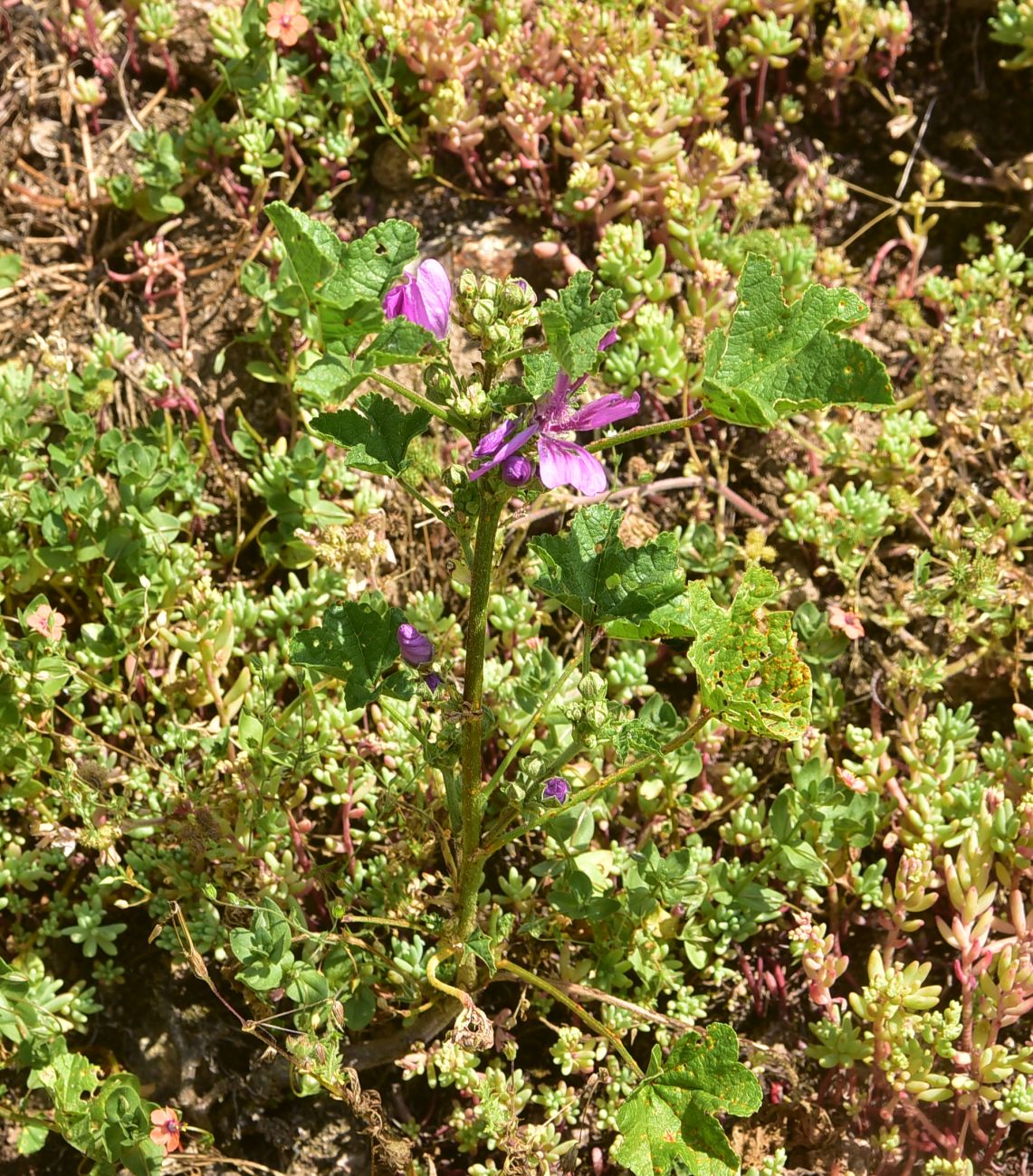 Image of Malva sylvestris specimen.
