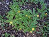 Anemone ranunculoides