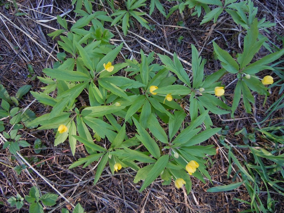 Изображение особи Anemone ranunculoides.