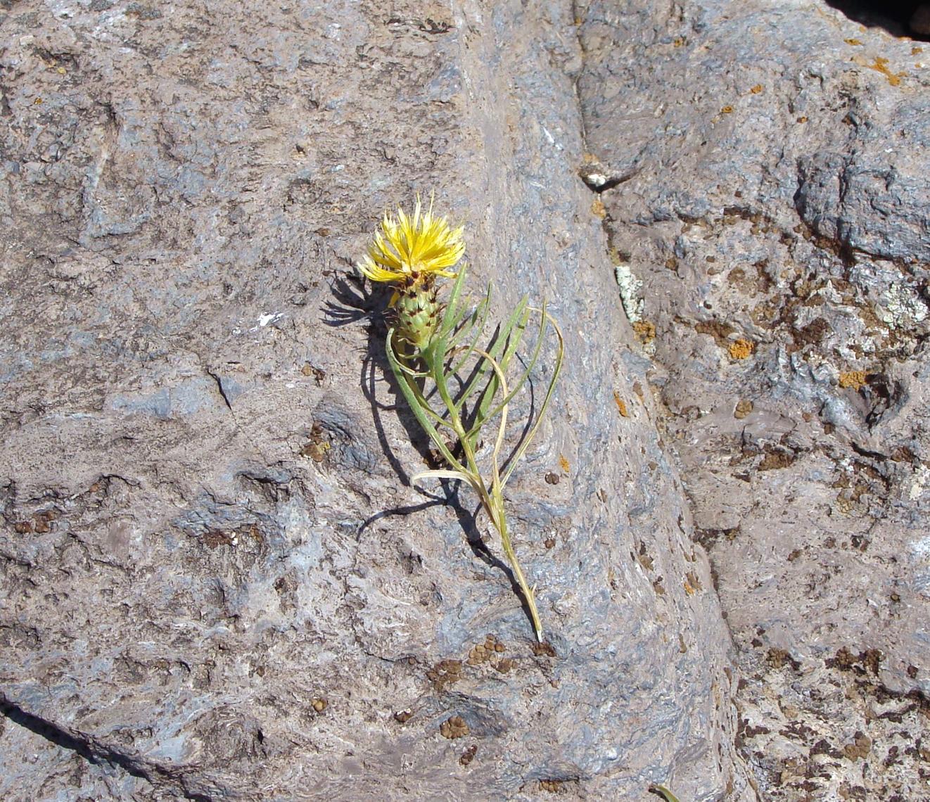 Image of Centaurea takhtajanii specimen.