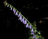 Campanula rapunculoides. Соцветие. Краснодарский край, муниципальное образование город-курорт Сочи, Адлерский р-н, Кудепстинский сельский округ, окр. пос. Дубравный, Кудепстинский дендропарк, широколиственный лес. 05.07.2024.