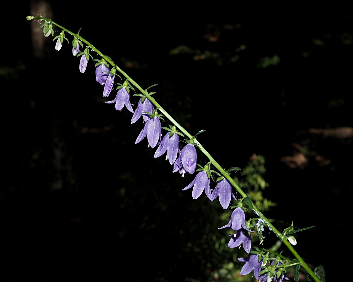 Image of Campanula rapunculoides specimen.