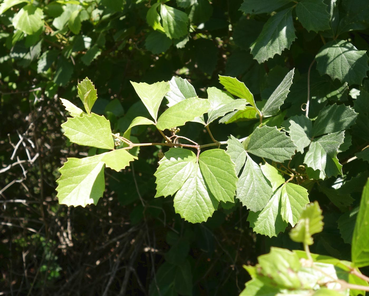 Image of Rhoicissus tridentata specimen.