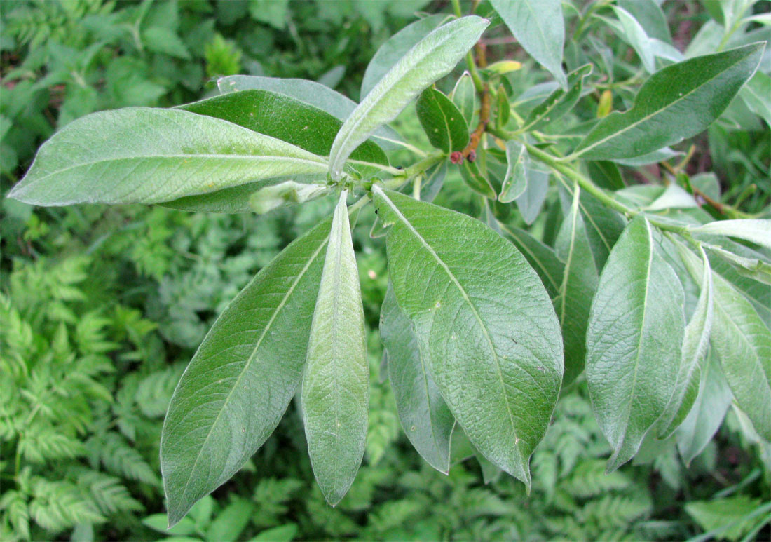 Image of Salix &times; smithiana specimen.