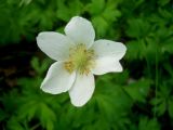 Anemone sylvestris. Цветок. Новосибирская обл., Искитимский р-н, пгт Линёво. 6 июня 2011 г.