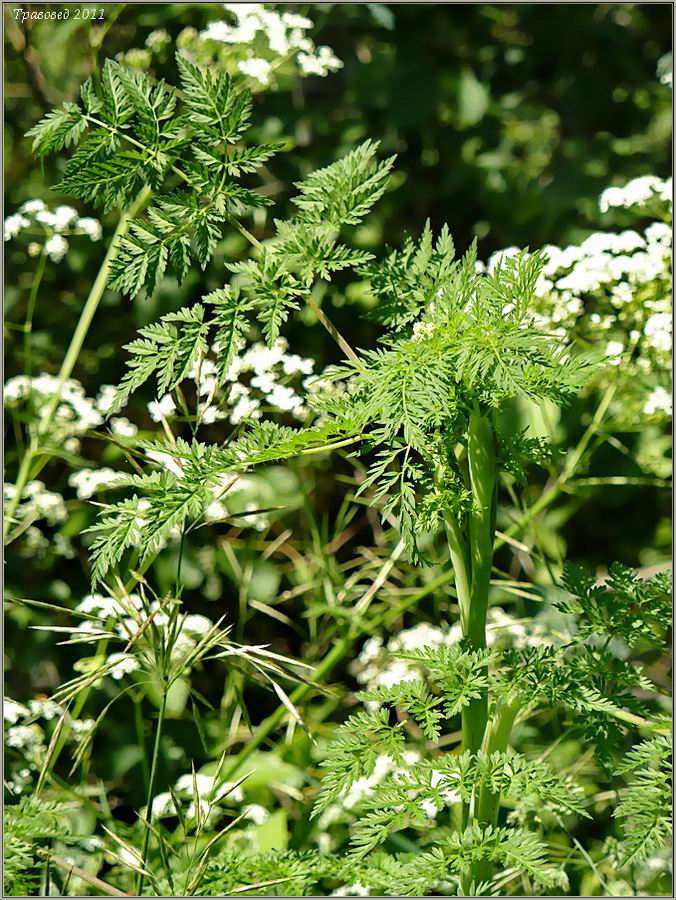 Изображение особи Chaerophyllum bulbosum.