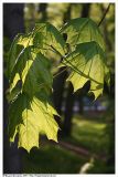 Acer platanoides