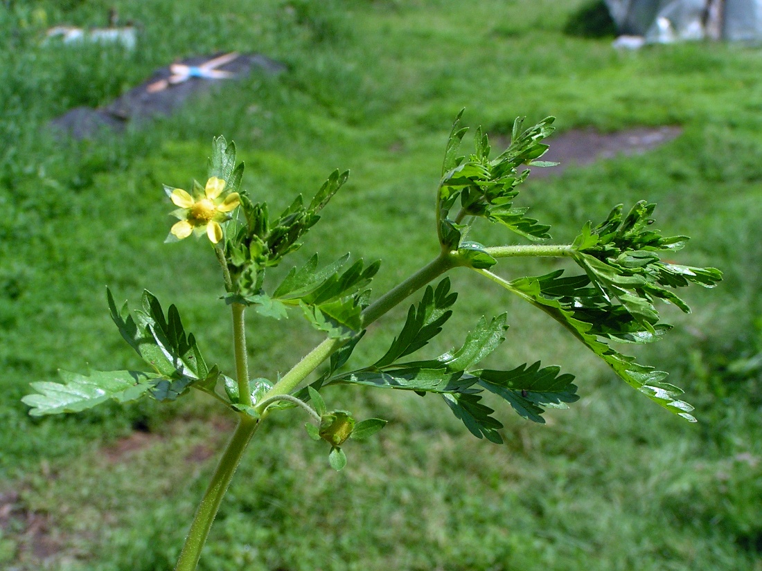 Image of Potentilla supina specimen.