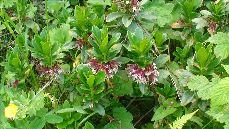 Image of Daphne glomerata specimen.