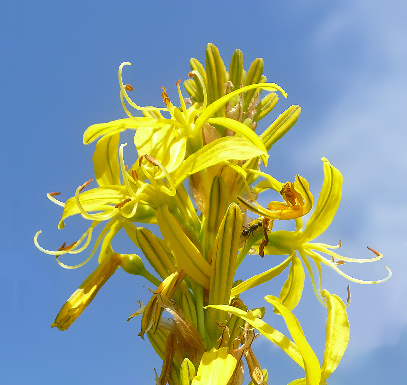 Изображение особи Asphodeline lutea.