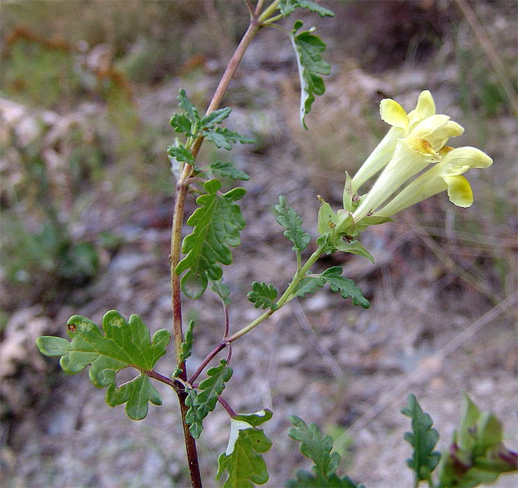 Image of Scutellaria raddeana specimen.