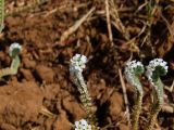 Heliotropium suaveolens. Соцветия. Израиль, Шарон, г. Герцлия, псаммофитное злаковое сообщество на старых приморских дюнах, вспаханная противопожарная полоса. 05.10.2010.