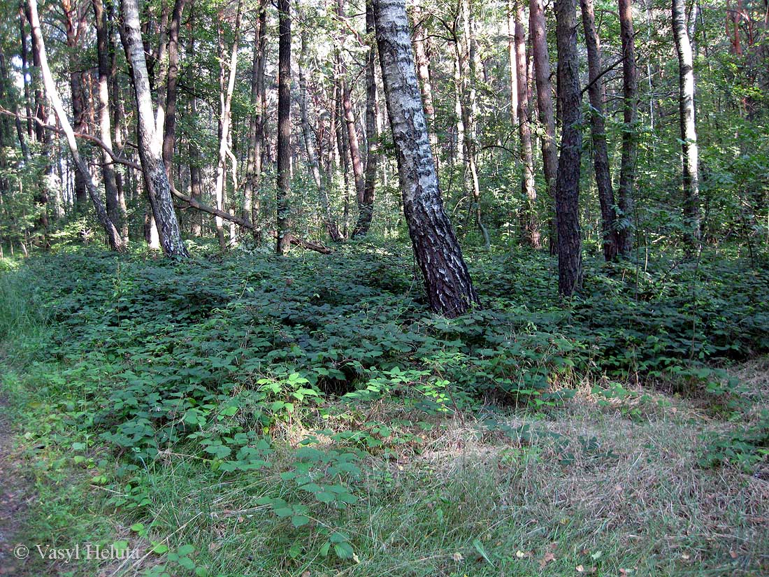 Image of Rubus hirtus specimen.