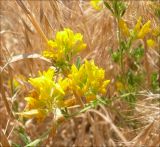 Medicago romanica