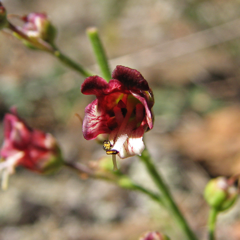 Image of Scrophularia granitica specimen.