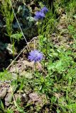 Globularia trichosantha