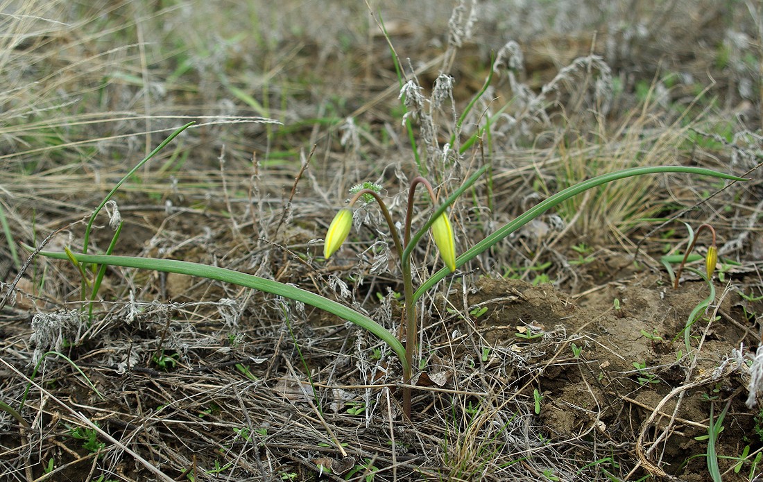 Изображение особи Tulipa scythica.