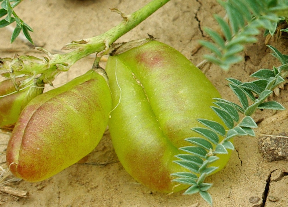 Image of Astragalus kurdaicus specimen.