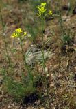 Erysimum canescens. Цветущее растение. Казахстан, Жамбылская обл., Кордайский р-н. 09.05.2011.