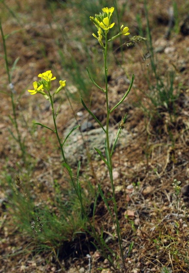 Изображение особи Erysimum canescens.