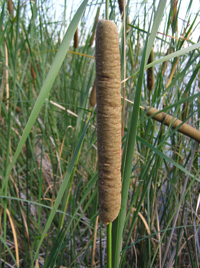 Изображение особи Typha angustifolia.