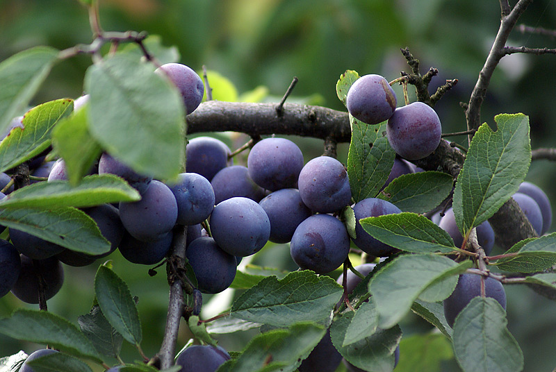 Изображение особи Prunus spinosa.