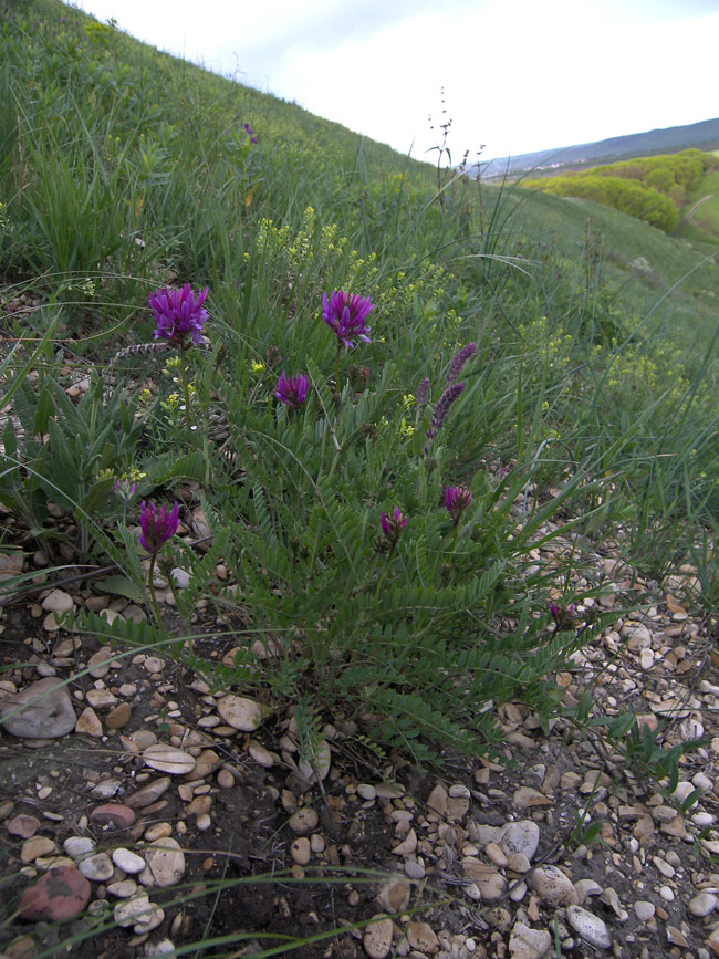 Image of Astragalus onobrychis specimen.