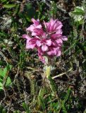 Pedicularis alopecuroides