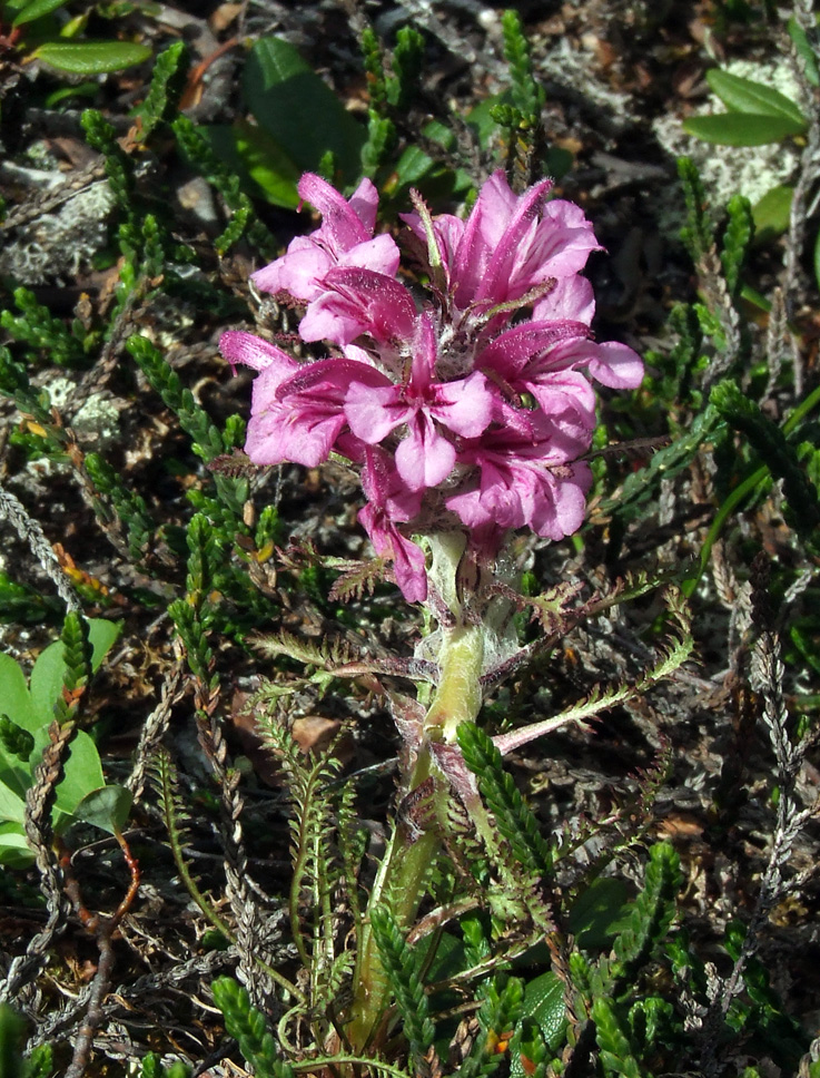 Image of Pedicularis alopecuroides specimen.