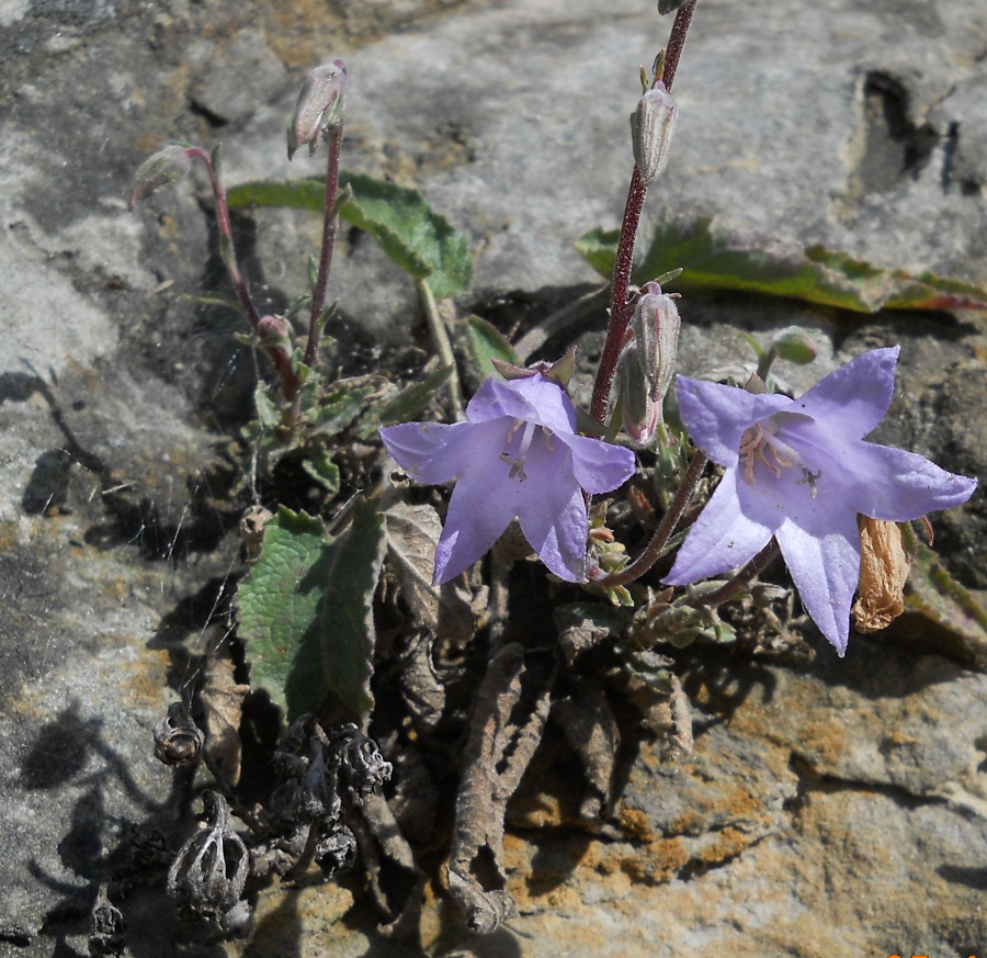 Изображение особи Campanula sarmatica.