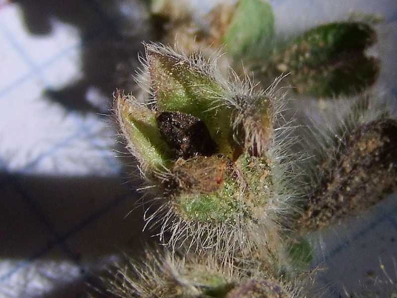 Изображение особи Salvia lanigera.