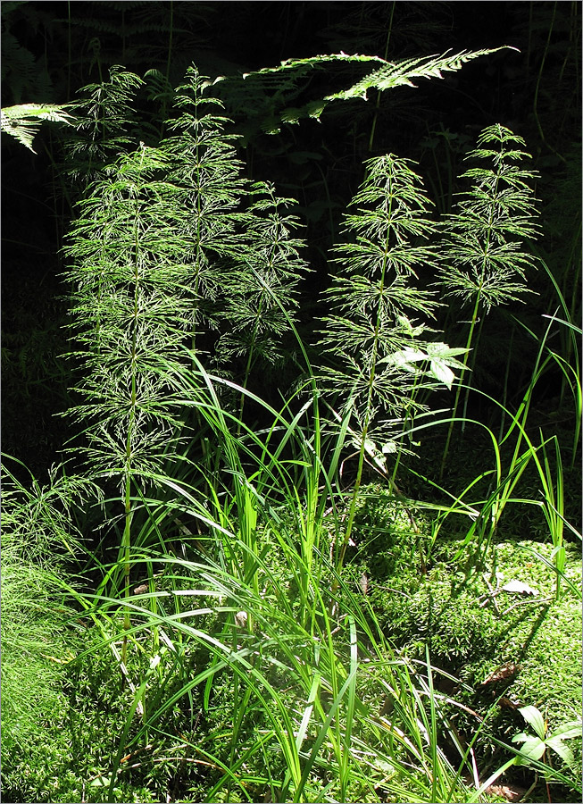 Image of Equisetum sylvaticum specimen.