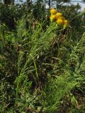 Galatella linosyris. Цветущее растение. Украина, Львовская обл., остепнённый луговой склон. 2 сентября 2008 г.