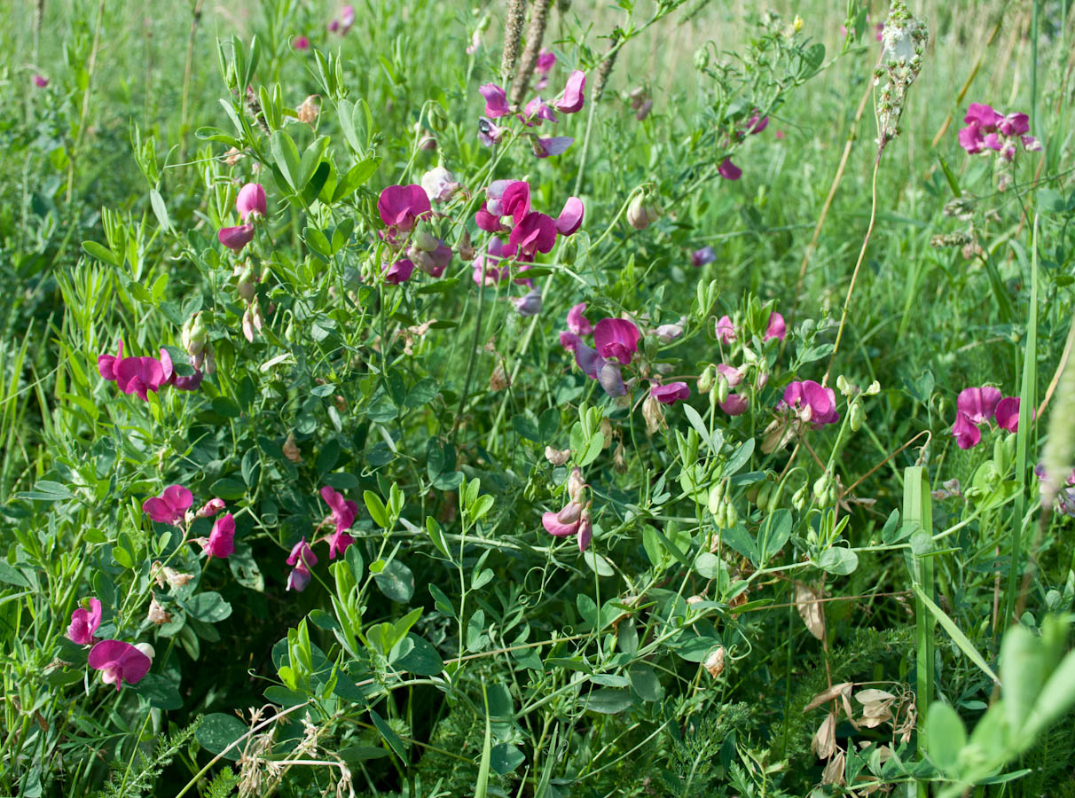 Изображение особи Lathyrus tuberosus.