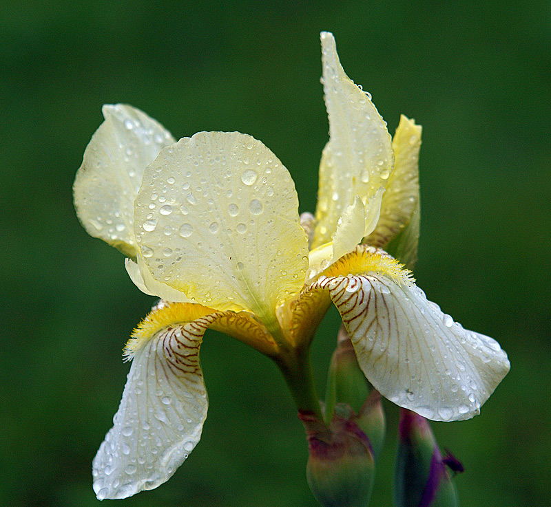 Image of Iris flavescens specimen.