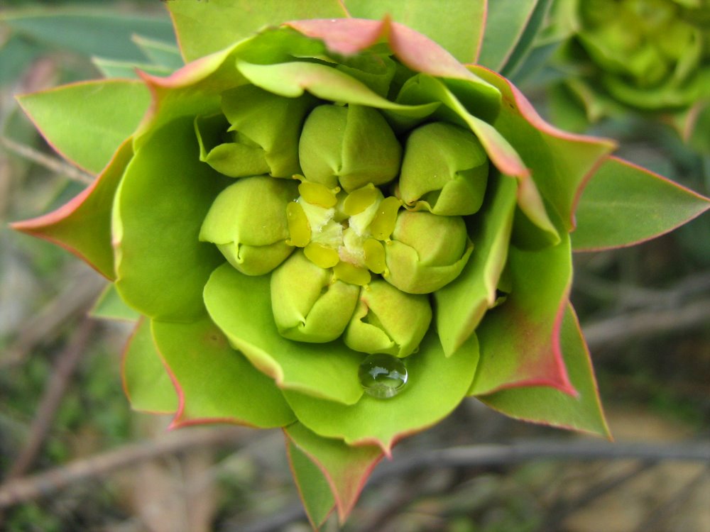 Изображение особи Euphorbia rigida.