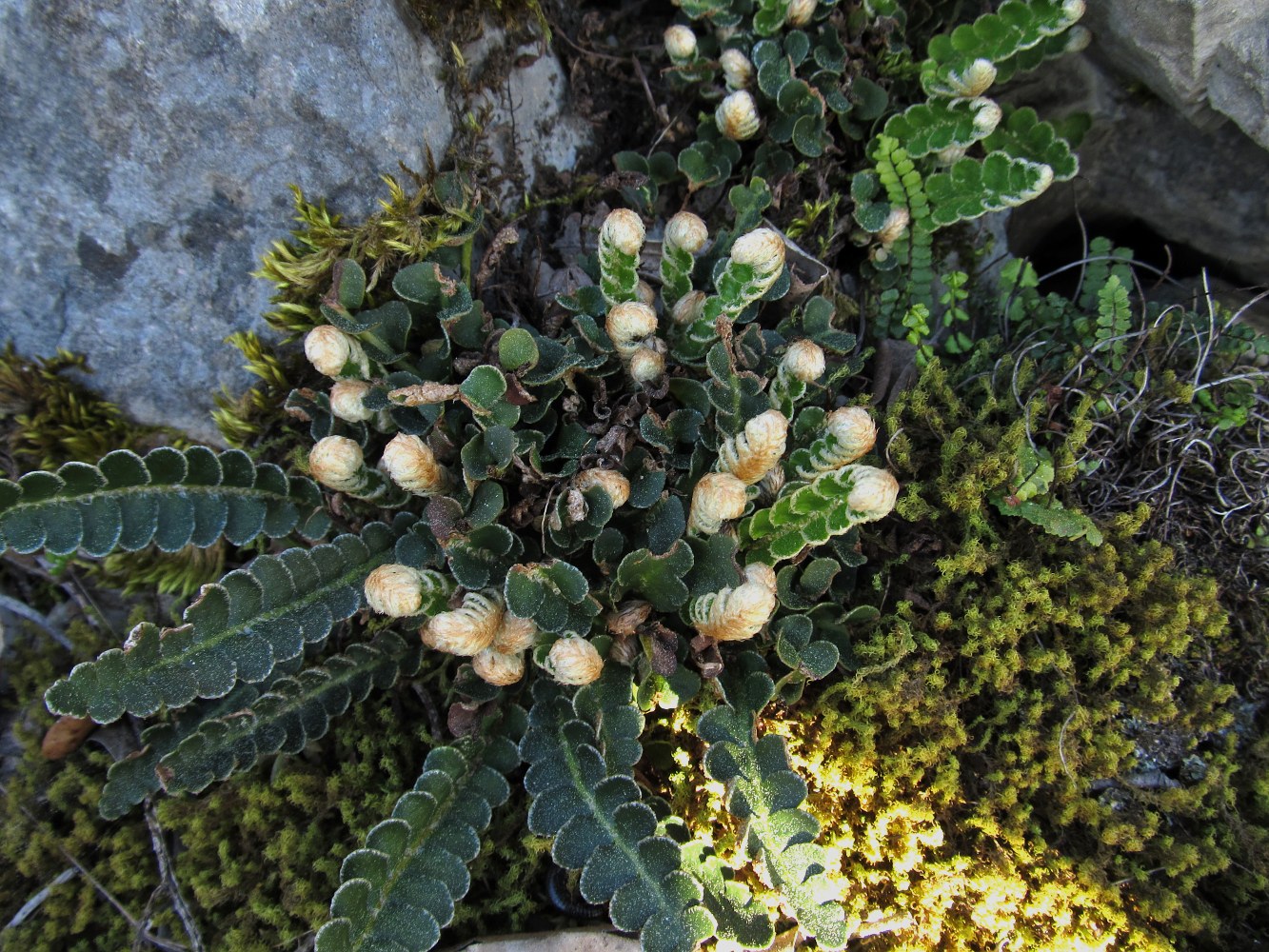 Изображение особи Ceterach officinarum.