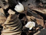 Eranthis stellata. Цветущее растение. Владивосток, Ботанический сад-институт ДВО РАН. 7 апреля 2012 г.