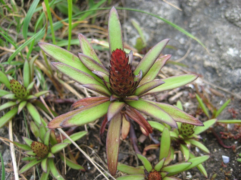 Image of Orostachys maximowiczii specimen.