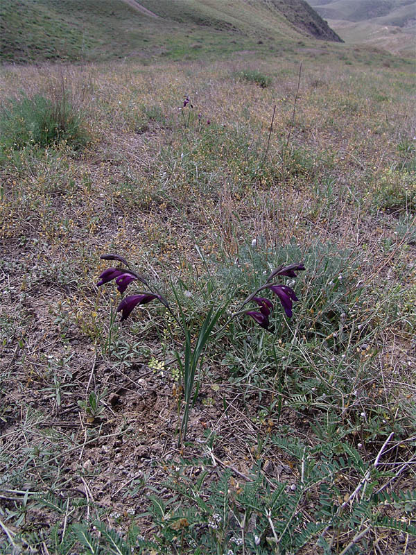 Изображение особи Gladiolus atroviolaceus.