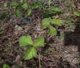 Rubus caesius. Часть побега на кварцитной пульпе. Курская обл., Железногорский р-н, р. Песочная, хвостохранилище МГОКа. 11 сентября 2007 г.