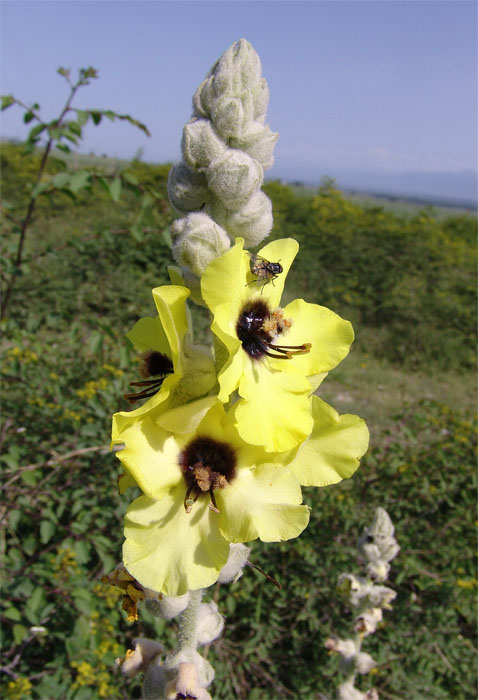 Image of Verbascum formosum specimen.